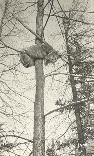 Lynx up a tree