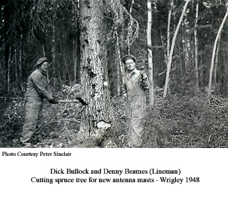 Bullock and Beams cutting tree