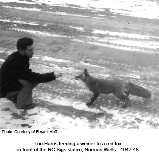 Lou Harris feeding weiner to red fox